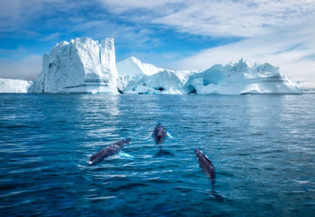 Huge glacier collapses in Arge